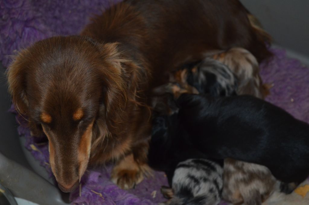 Chiot Teckel poil long Du Clos Des Bords De Mer