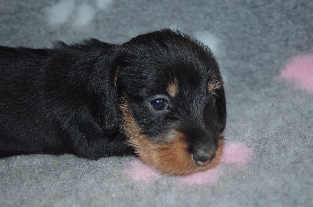 Du Clos Des Bords De Mer - Chiots disponibles - Teckel poil dur