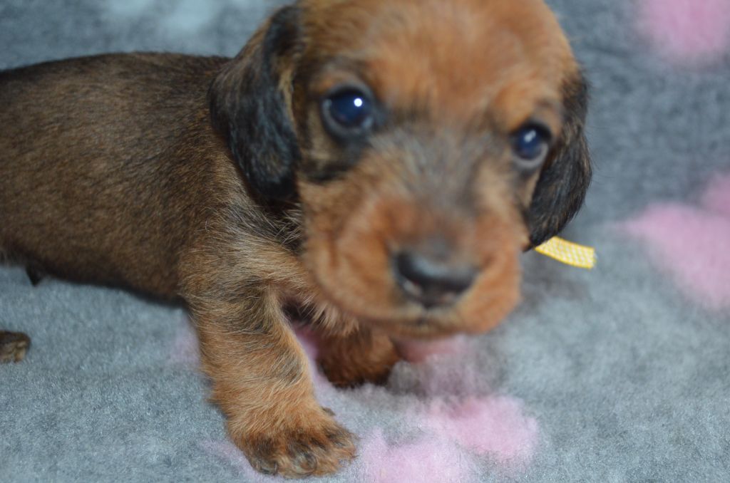 Du Clos Des Bords De Mer - Chiots disponibles - Teckel poil dur