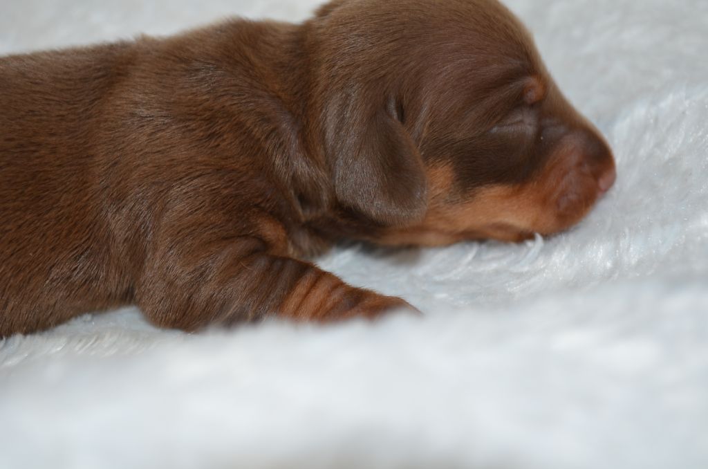 Du Clos Des Bords De Mer - Chiots disponibles - Teckel poil ras