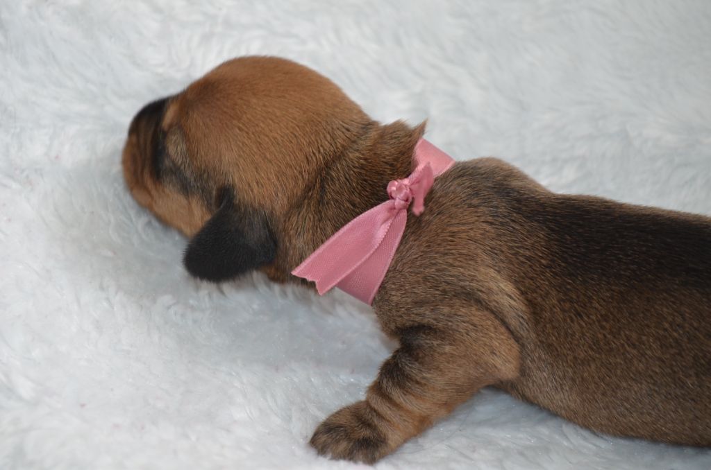 Du Clos Des Bords De Mer - Chiots disponibles - Teckel poil dur