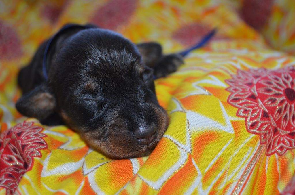 Du Clos Des Bords De Mer - Chiots disponibles - Teckel poil dur