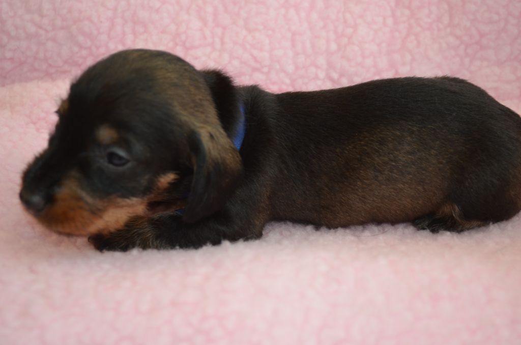 Du Clos Des Bords De Mer - Chiots disponibles - Teckel poil dur