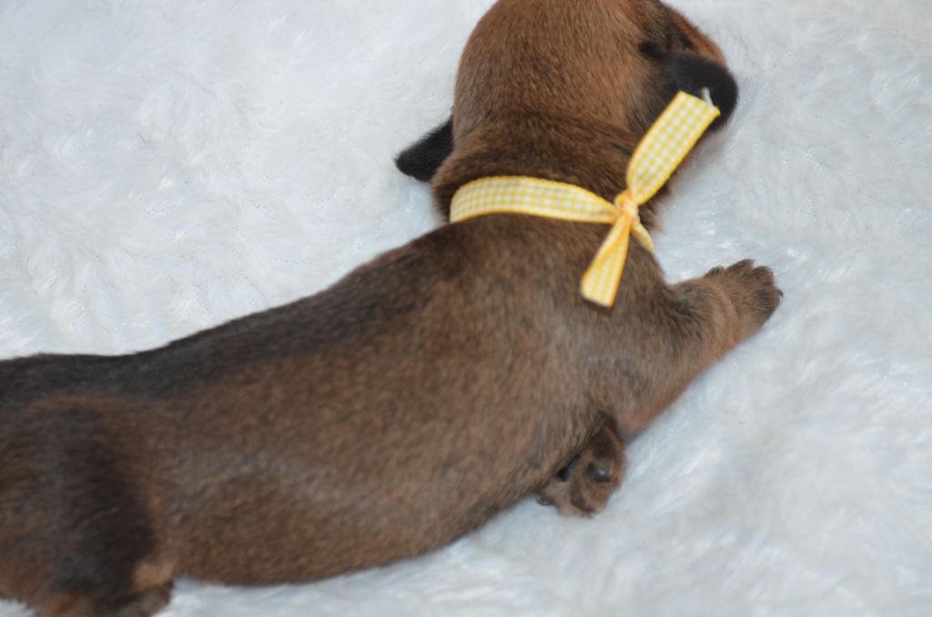 Du Clos Des Bords De Mer - Chiots disponibles - Teckel poil dur