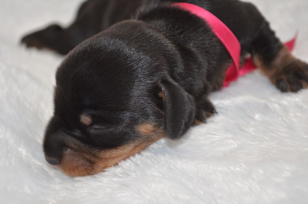 Du Clos Des Bords De Mer - Chiots disponibles - Teckel poil dur