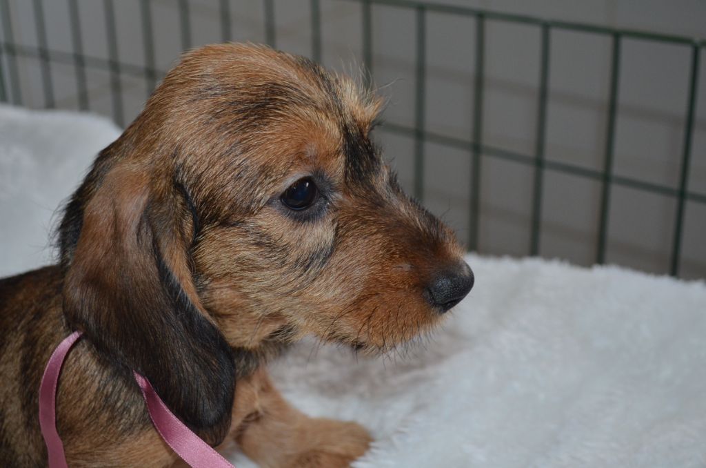 Du Clos Des Bords De Mer - Chiots disponibles - Teckel poil dur