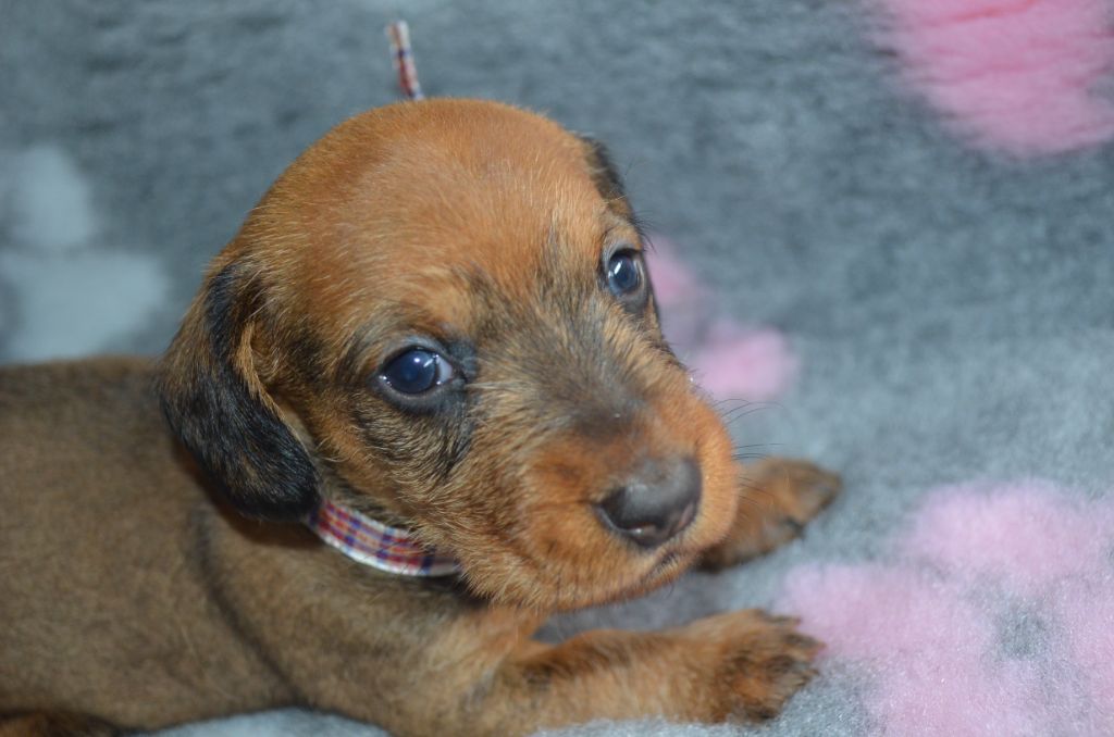 Du Clos Des Bords De Mer - Chiots disponibles - Teckel poil dur