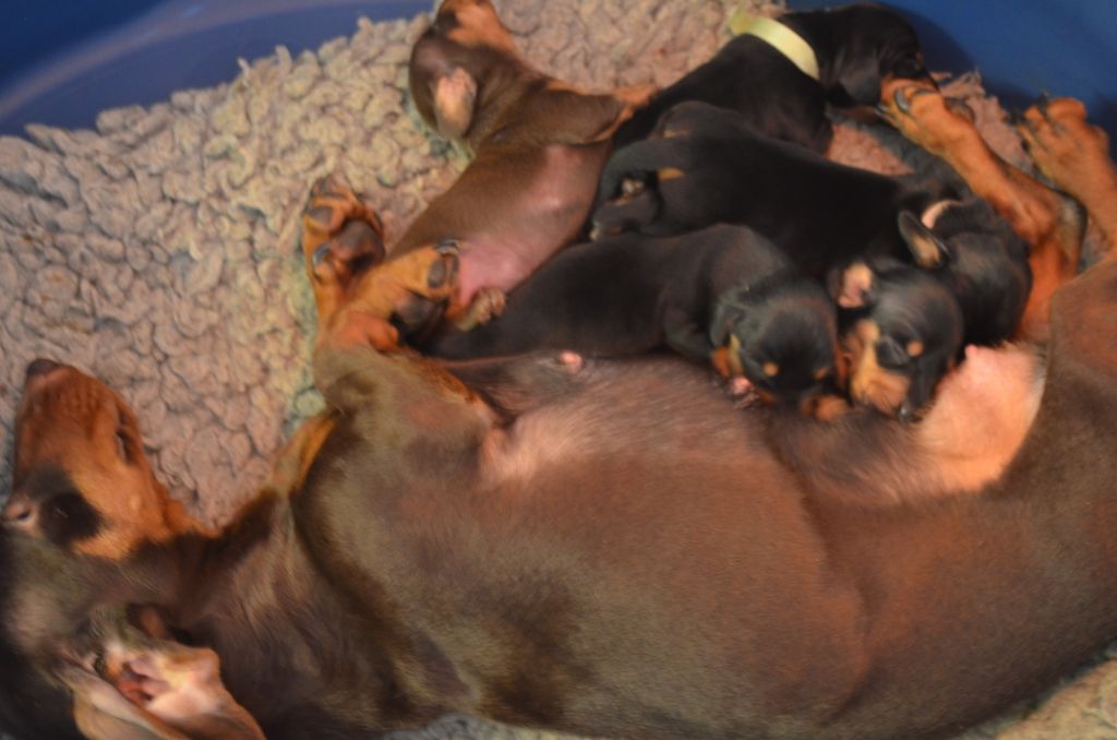 Chiot Teckel poil ras Du Clos Des Bords De Mer