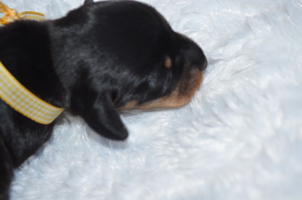 Du Clos Des Bords De Mer - Chiots disponibles - Teckel poil dur