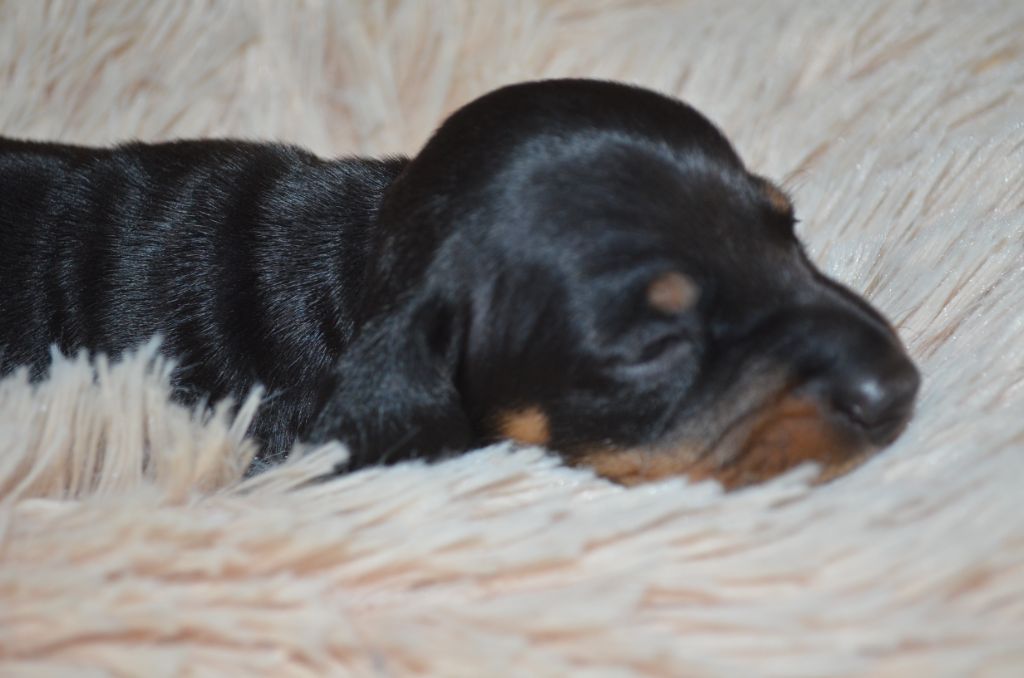Du Clos Des Bords De Mer - Chiots disponibles - Teckel poil ras