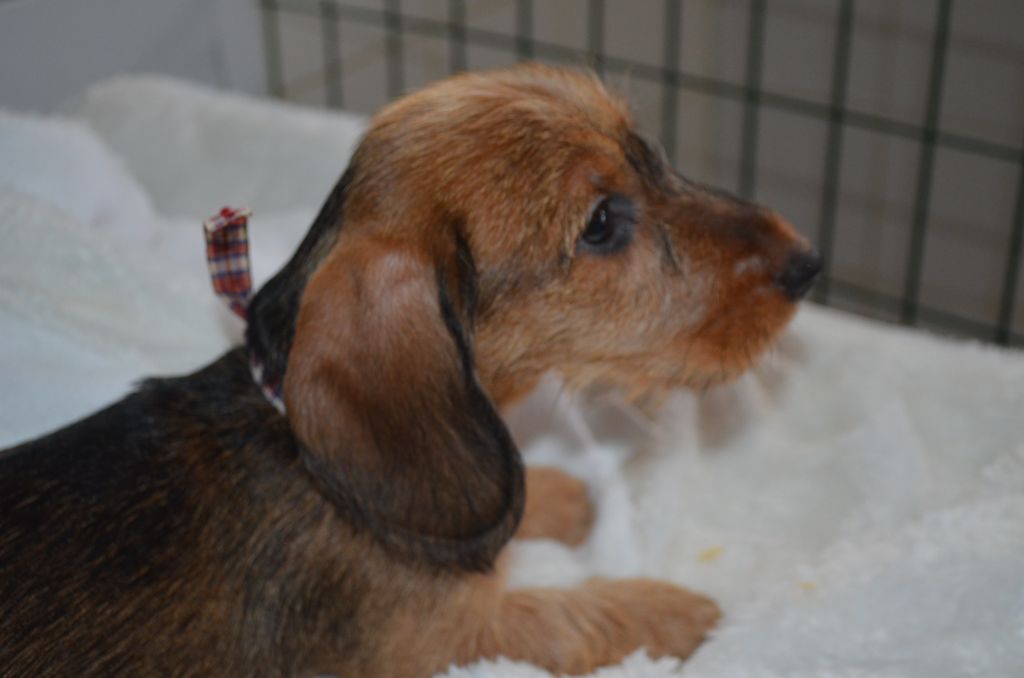 Du Clos Des Bords De Mer - Chiots disponibles - Teckel poil dur