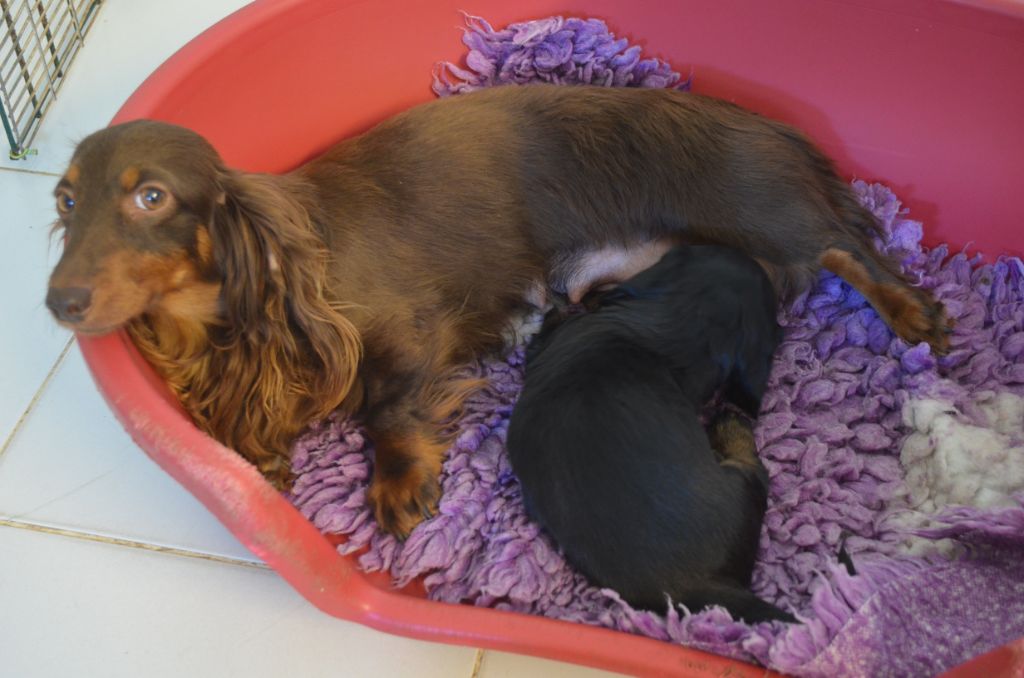 Chiot Teckel poil long Du Clos Des Bords De Mer