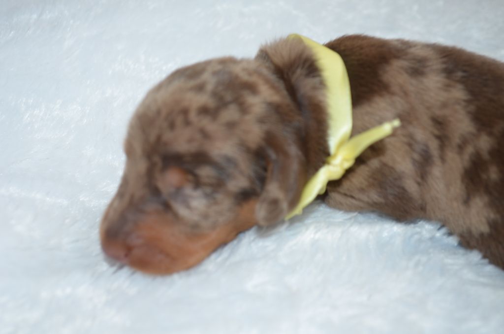 Du Clos Des Bords De Mer - Chiots disponibles - Teckel poil ras