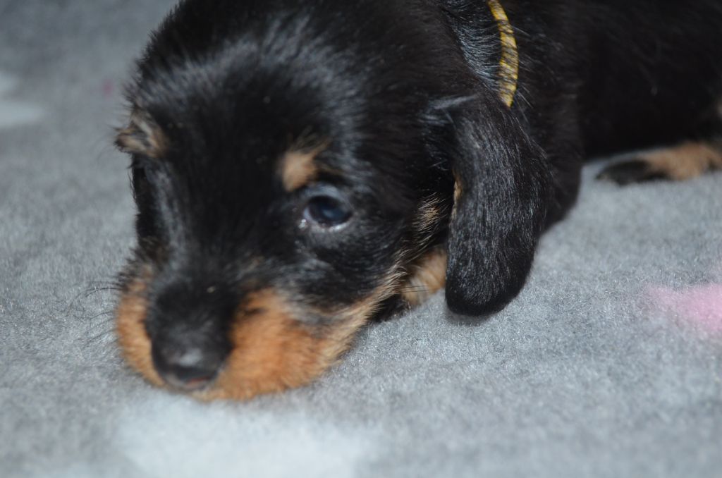 Du Clos Des Bords De Mer - Chiots disponibles - Teckel poil dur