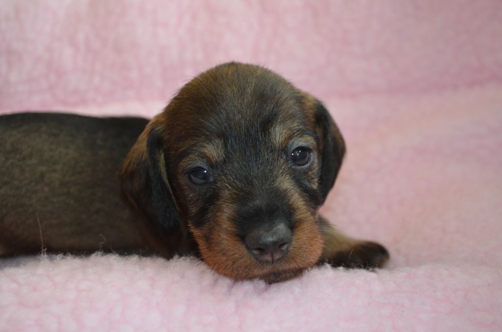 Du Clos Des Bords De Mer - Chiots disponibles - Teckel poil dur