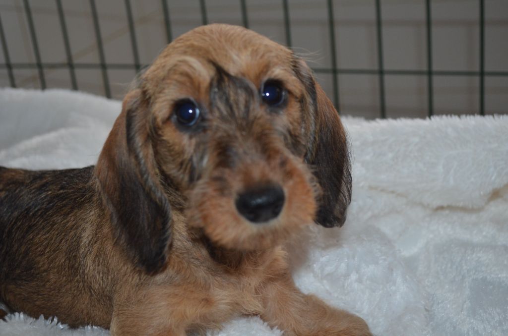Du Clos Des Bords De Mer - Chiots disponibles - Teckel poil dur