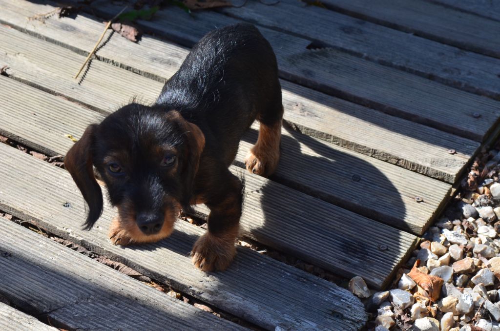 Du Clos Des Bords De Mer - Chiots disponibles - Teckel poil dur