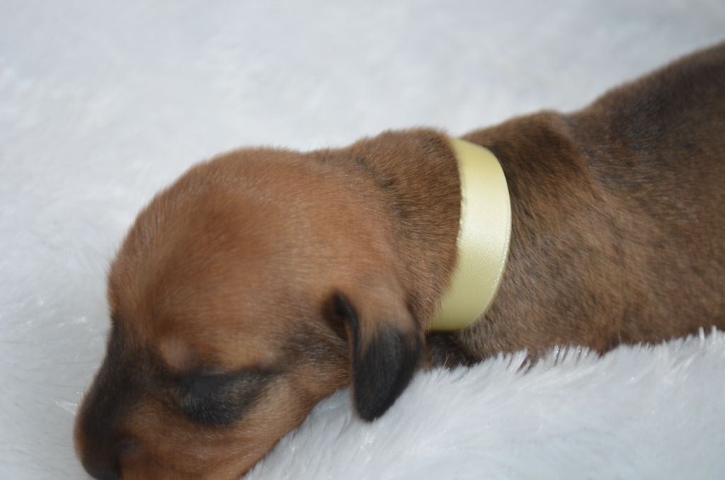 Du Clos Des Bords De Mer - Chiots disponibles - Teckel poil dur