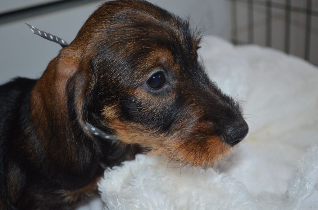 Du Clos Des Bords De Mer - Chiots disponibles - Teckel poil dur