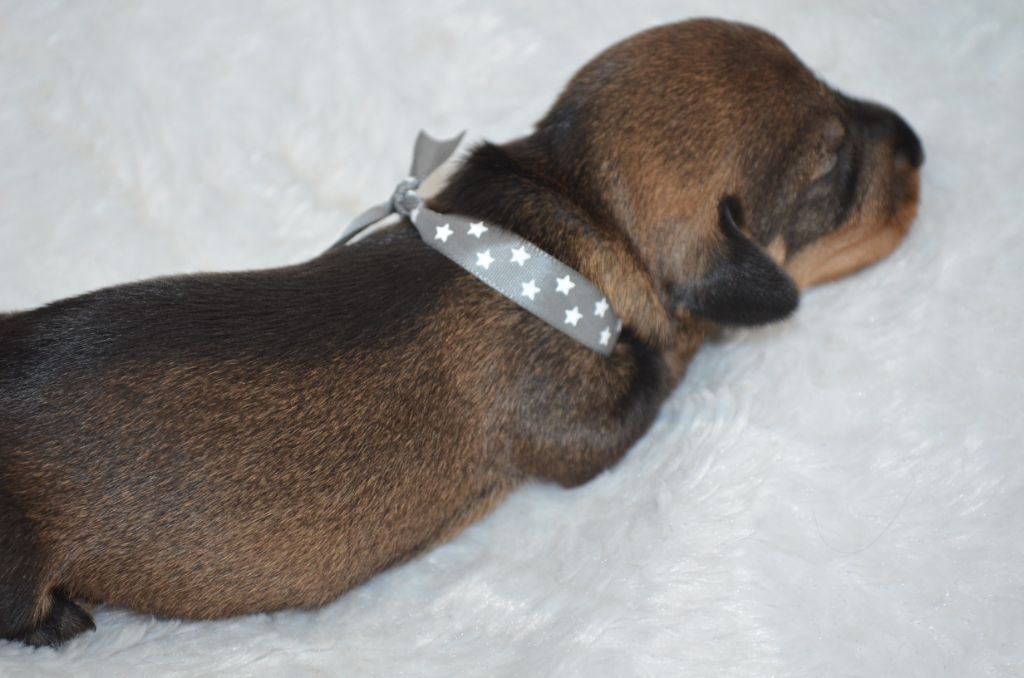 Du Clos Des Bords De Mer - Chiots disponibles - Teckel poil dur
