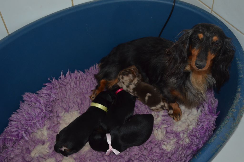 Chiot Teckel poil long Du Clos Des Bords De Mer